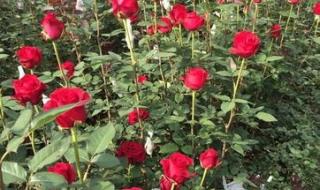 红玫瑰与白玫瑰分别代表什么含义 红色玫瑰花图片